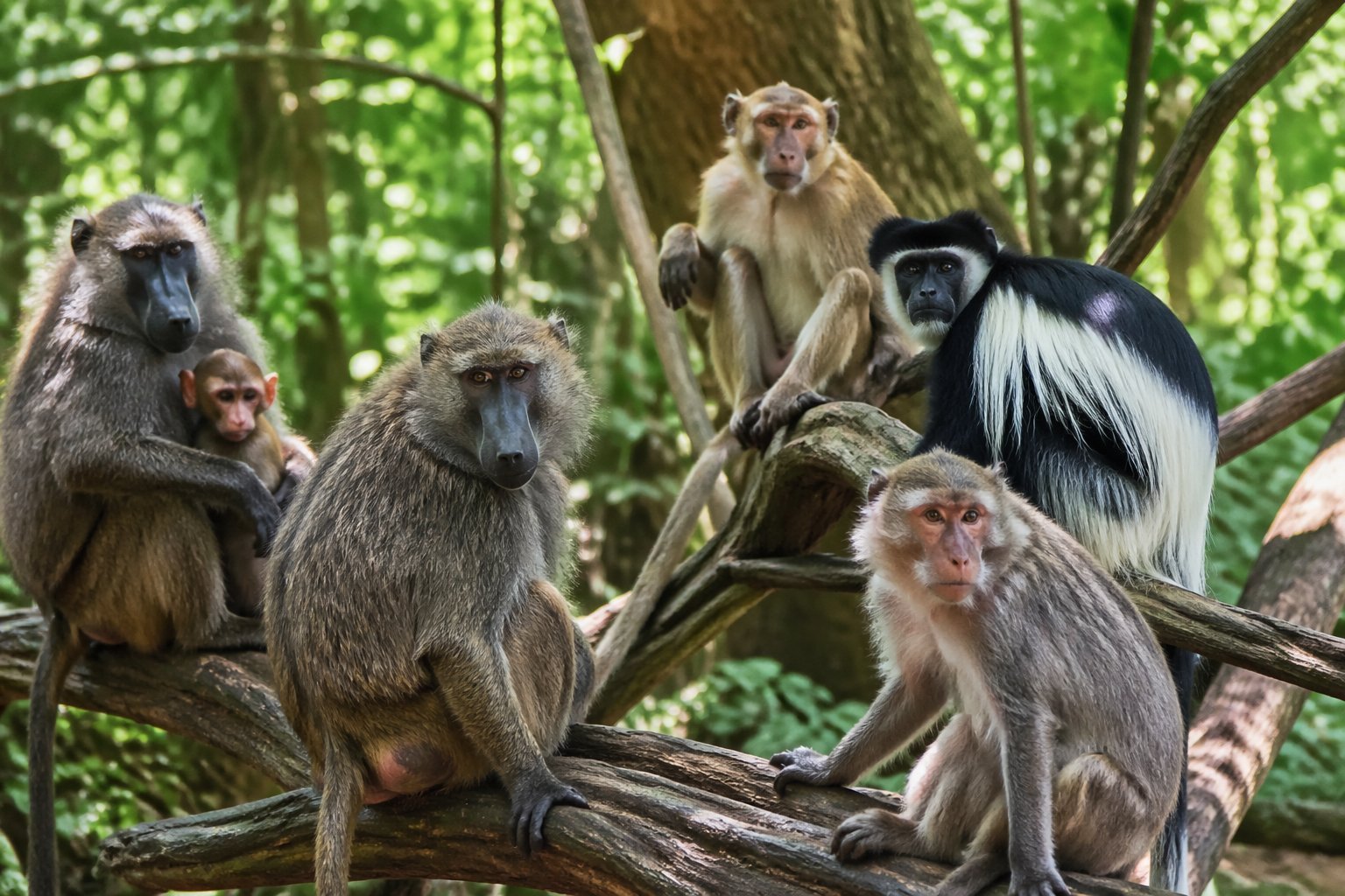 Several Old World monkeys sitting and grooming each other on tree branches in a green forest.